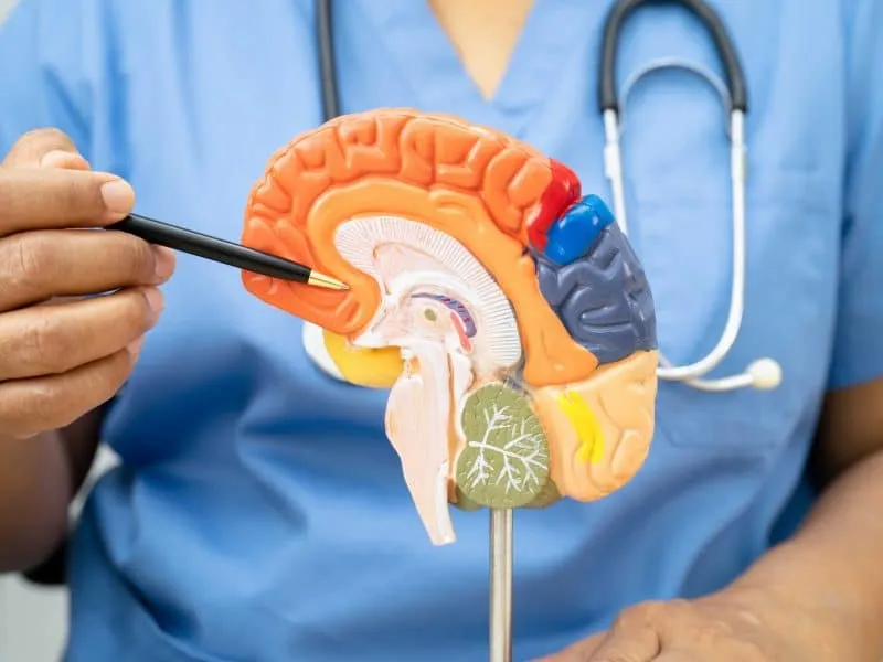 alzheimer disease doctor holding brain anatomy