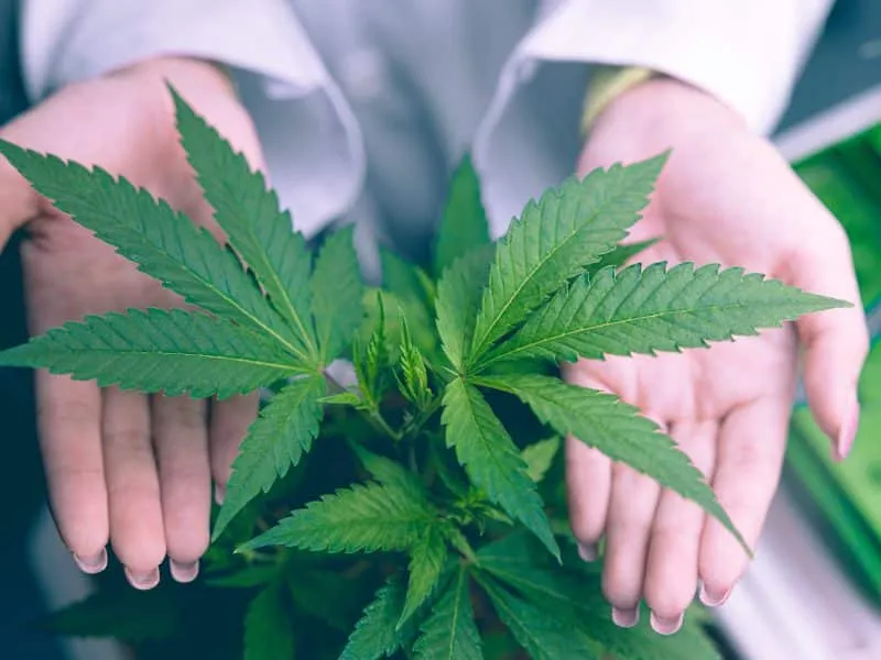 closeup hand cover present showing high value cannabis plant leaf herbal growing for health products