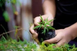 Farmer holding marijuana preparing to plantation in field.