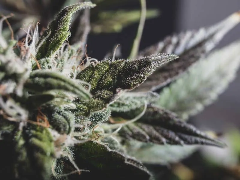 marijuana cannabis leaf