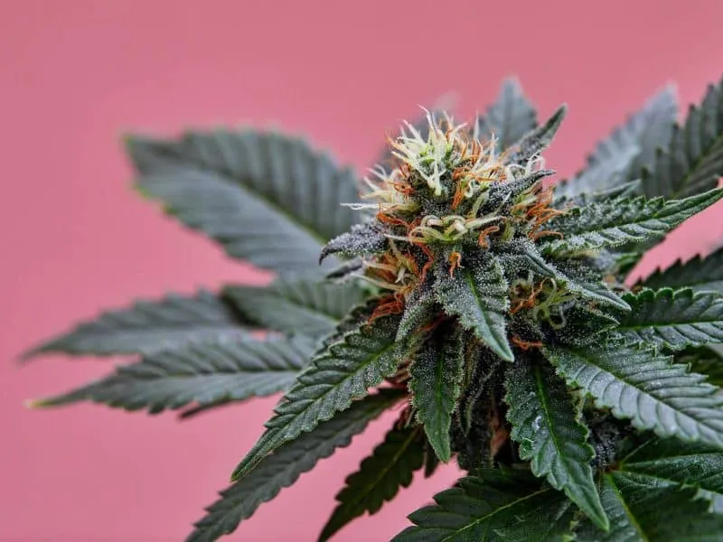 medical marijuana flower