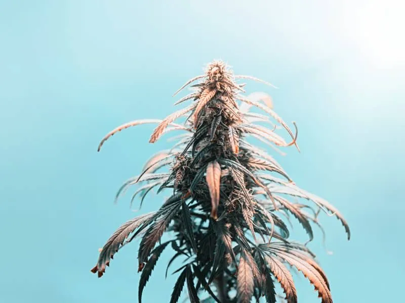 medical-marijuana-forming-flower-bud-sites-against-2025-01-07-06-13-17-utc