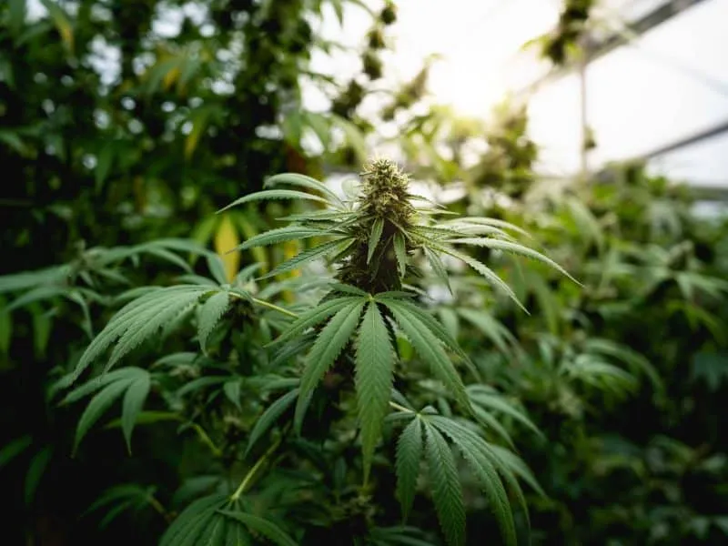 close up photo of marijuana leaf