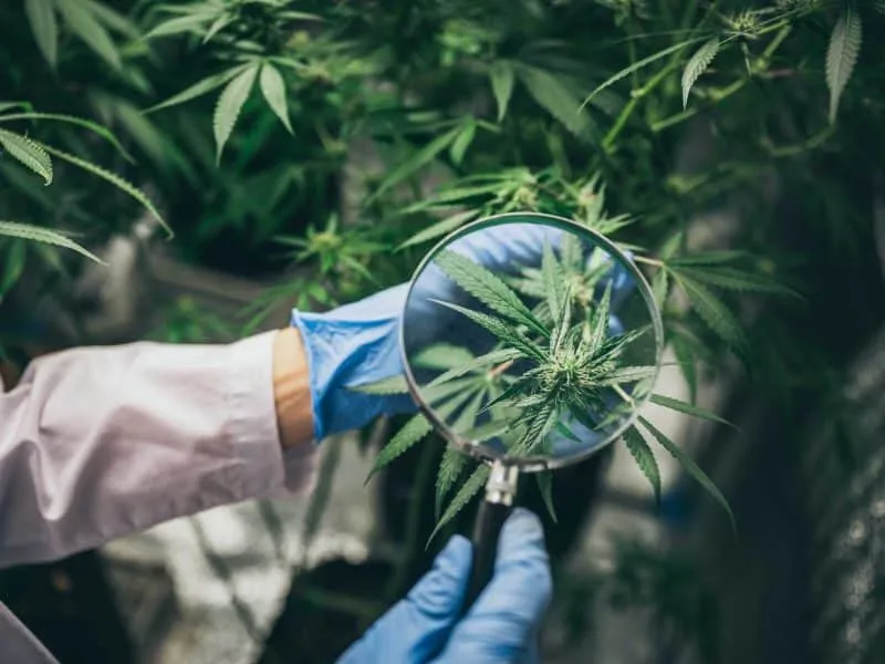 professional researchers working on marijuana