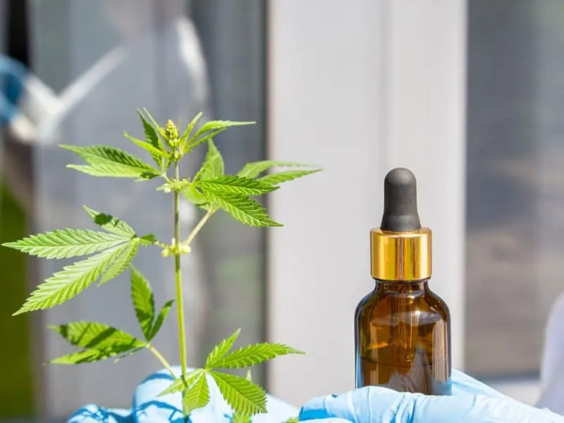 Woman hands in white coat and blue medical gloves holding green branch cannabis with five fingers leaves and brown glass bottle with natural hemp oil, marijuana for legalization medical hemp