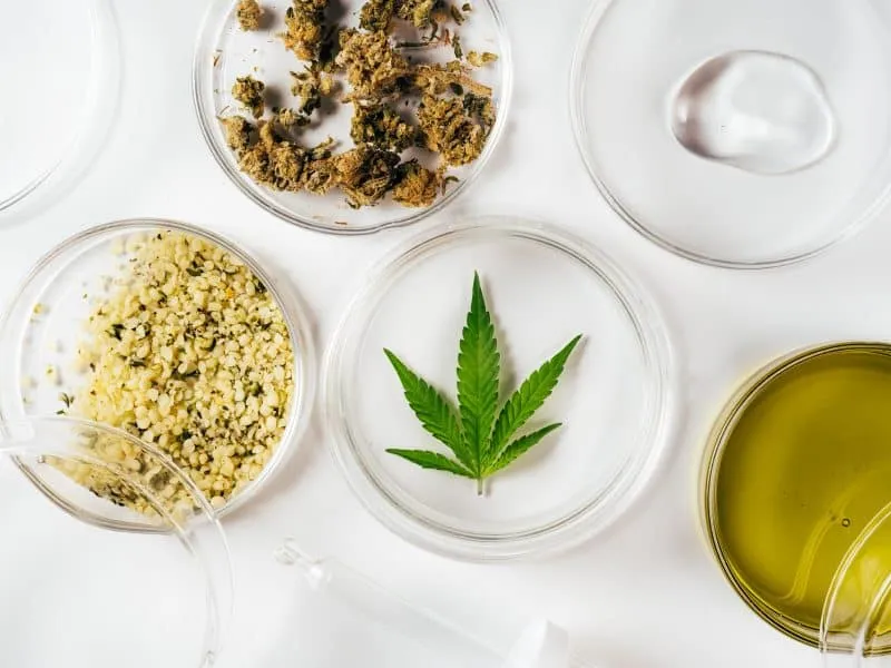 Cannabis oil, hemp leaves, dry flowers and peeled seeds in laboratory. Top view. Petri dishes and glassware on lab table. Dermatology concept, alternative treatment. Super food or natural cosmetics