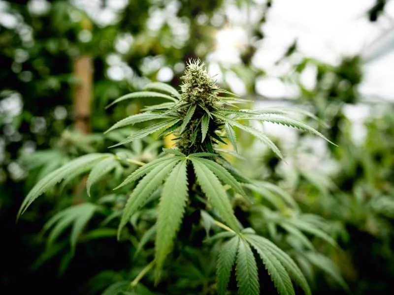 Close up photo of marijuana plants at indoor cannabis farm field. Hemp plants used for CBD and health.
