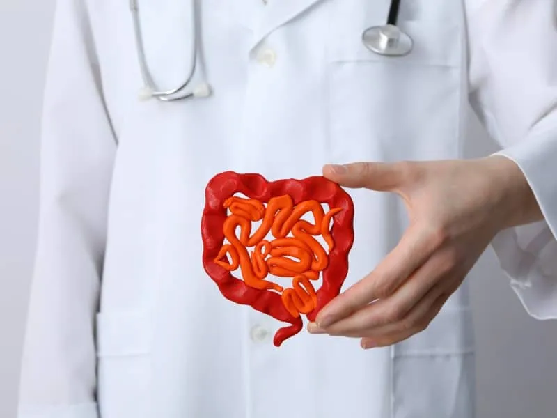 Concept of health care and internal organs - intestines