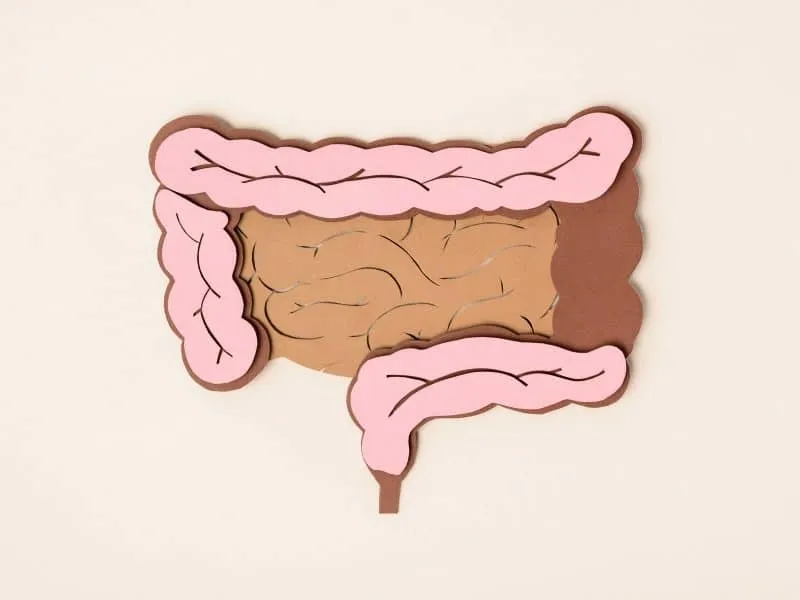 human intestine illustration