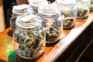 Addictive processed cannabis flower in jar ready to be rolled into cigarette at street stall in Thailand
