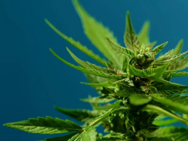 cannabis-bush-on-blue-cultivating-marijuana-sati-2025-01-10-00-24-03-utc