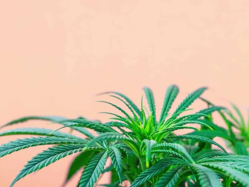 cannabis plant with pink background