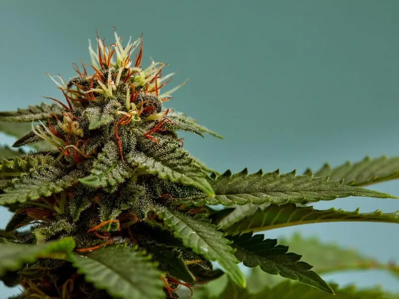 Close-up of a marijuana buds flower isolated on a light blue background. Cannabis can help manage chronic pain, nausea, and vomiting resulting from chemotherapy treatment. Medical and business concept.