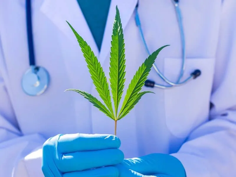 doctor holding a medical cannabis