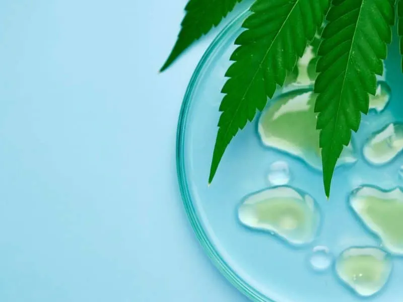 leaf of cannabis and a drop of hemp