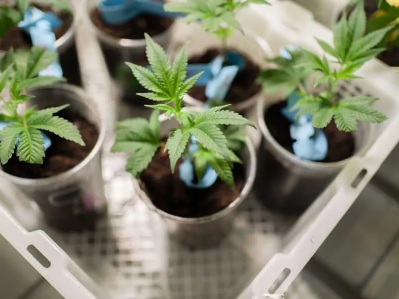 cannabis plant in lab