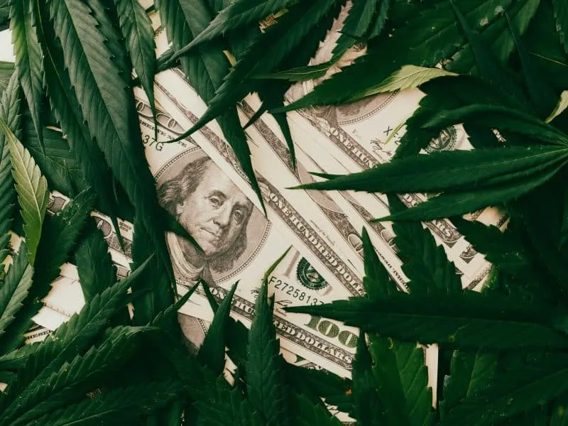 cannabis plant on US dollars money