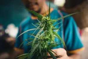 Cannabis sativa grown outdoors,Close-up of marijuana plant growing outdoors