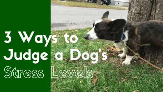 dog's stress levels