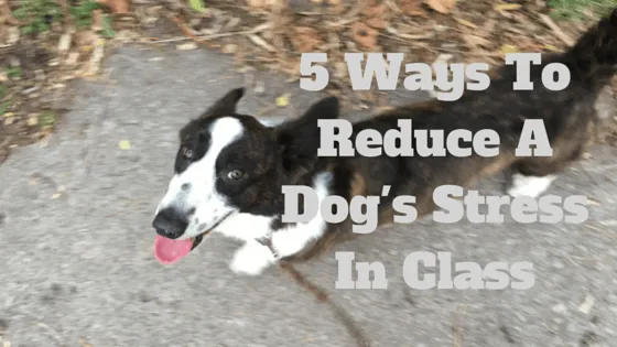 5 Ways To Reduce A Dog's Stress In Class-min
