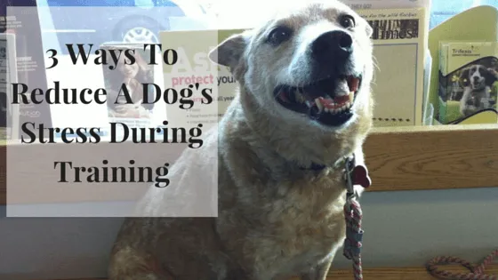 3 Ways To Reduce A Dog's Stress During Training