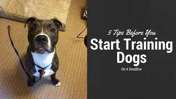 training dogs On A Deadline