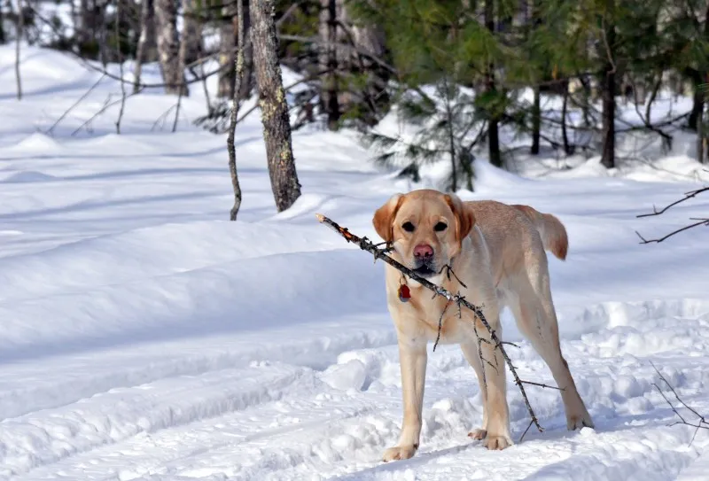 Image via Erin Bessey - Bessey's Positive Paws