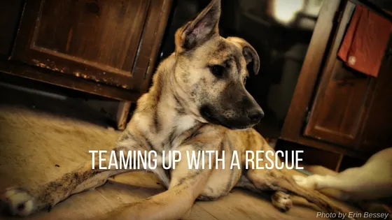 teaming up with a rescue as a dog trainer
