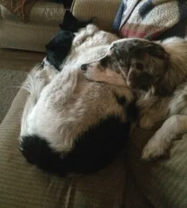 Paisley and Shira sharing space on the sofa.