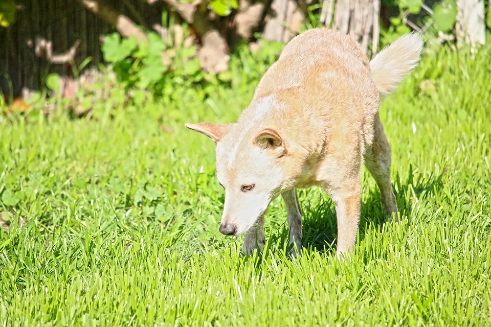 Dog Potty Training