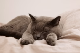 Les grandes étapes de la vie d'un chat : du chaton au vénérable senior