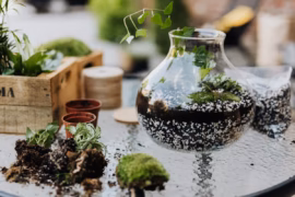 Monter son terrarium pas à pas : télécharger vidéo TikTok pour suivre les tutos hors ligne