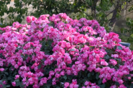 Fertilisation hivernale des rosiers