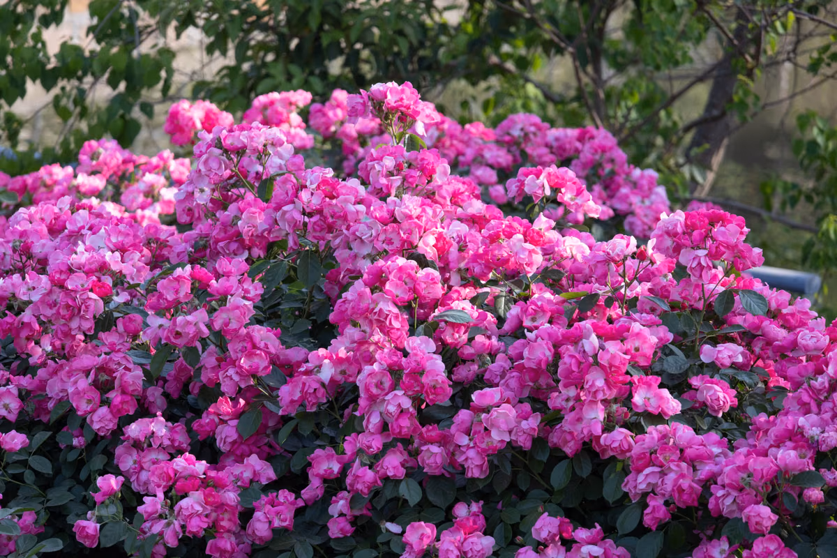 Fertilisation hivernale des rosiers