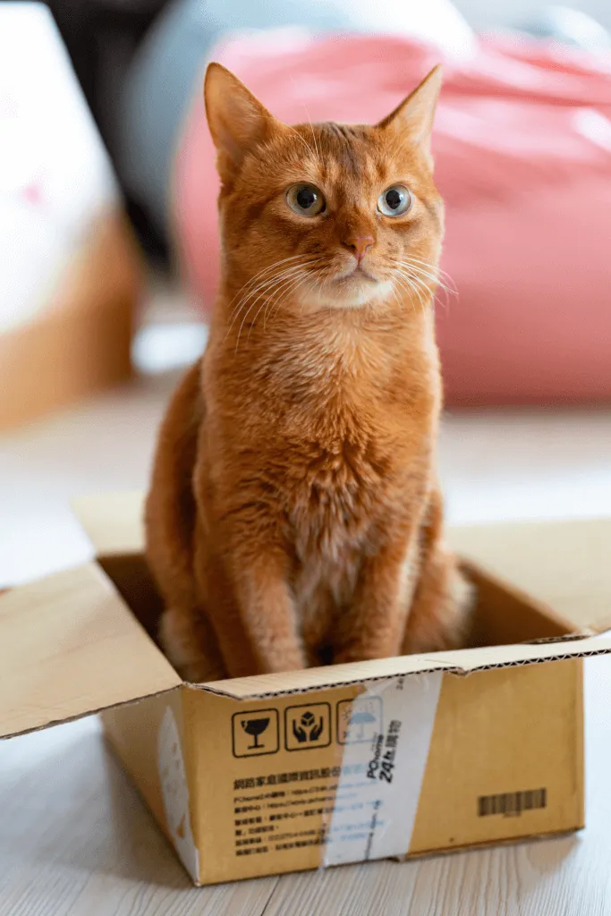 writer's toolbox with cat
