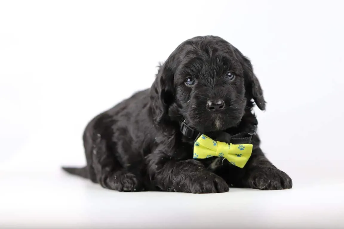 Labradoodle