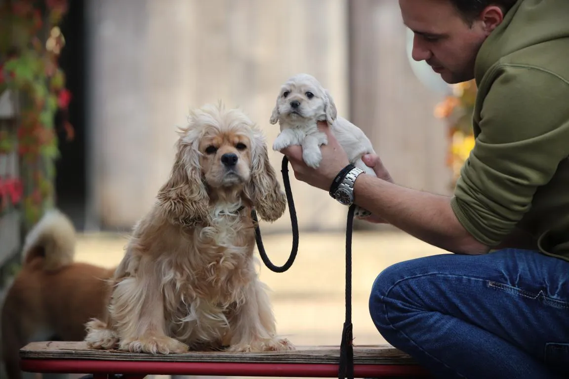 Verfügbare amerikanische cocker-welpen 4 Pomsky pup te koop