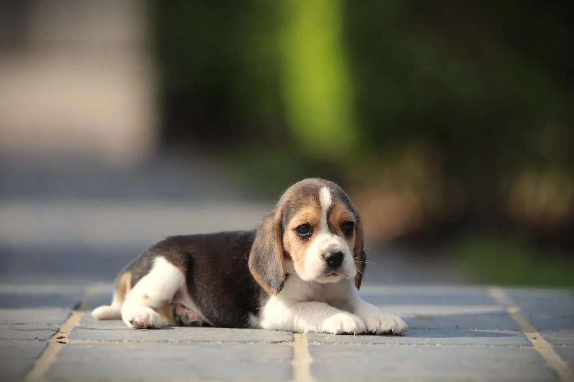 Bestandsnaam=beagle-teef-4501-1. Jpgbestandsgrootte=49kibafmetingen = 1152x768datum toegevoegd = 28 aug 2026 Beagle-teef-4501-1. Jpg