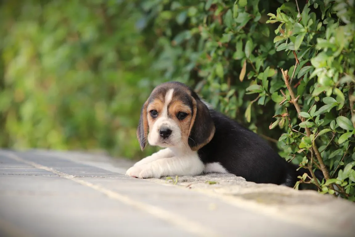 Bestandsnaam=beagle-teef-4501-2. Jpgbestandsgrootte=86kibafmetingen = 1152x768datum toegevoegd = 28 aug 2026 Beagle-teef-4501-2. Jpg