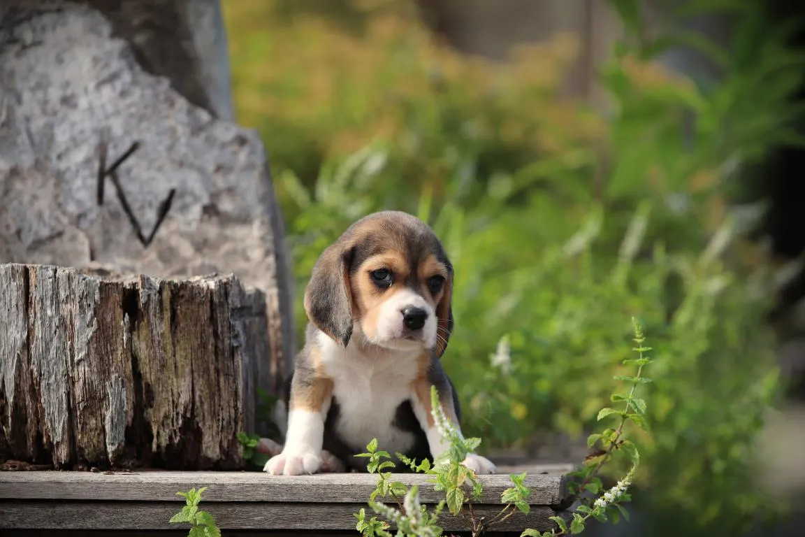 Bestandsnaam=beagle-teef-4529-1. Jpgbestandsgrootte=100kibafmetingen = 1152x768datum toegevoegd = 28 aug 2026 Beagle-teef-4529-1. Jpg