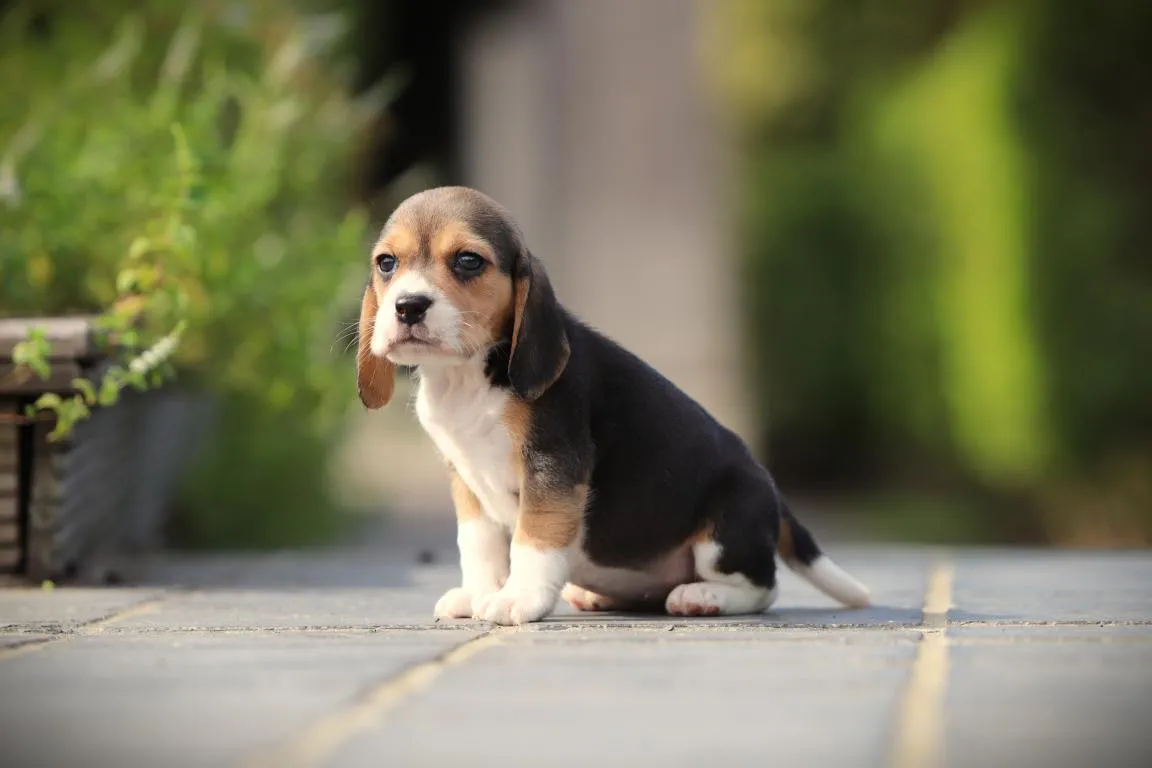 Bestandsnaam=beagle-teef-4529-2. Jpgbestandsgrootte=55kibafmetingen = 1152x768datum toegevoegd = 28 aug 2026 Beagle-teef-4529-2. Jpg