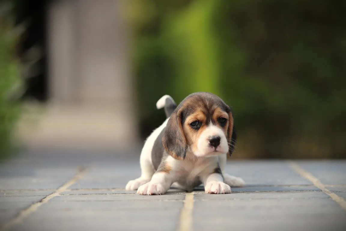 Bestandsnaam=beagle-teef-4533-1. Jpgbestandsgrootte=46kibafmetingen = 1152x768datum toegevoegd = 28 aug 2026 Beagle-teef-4533-1. Jpg