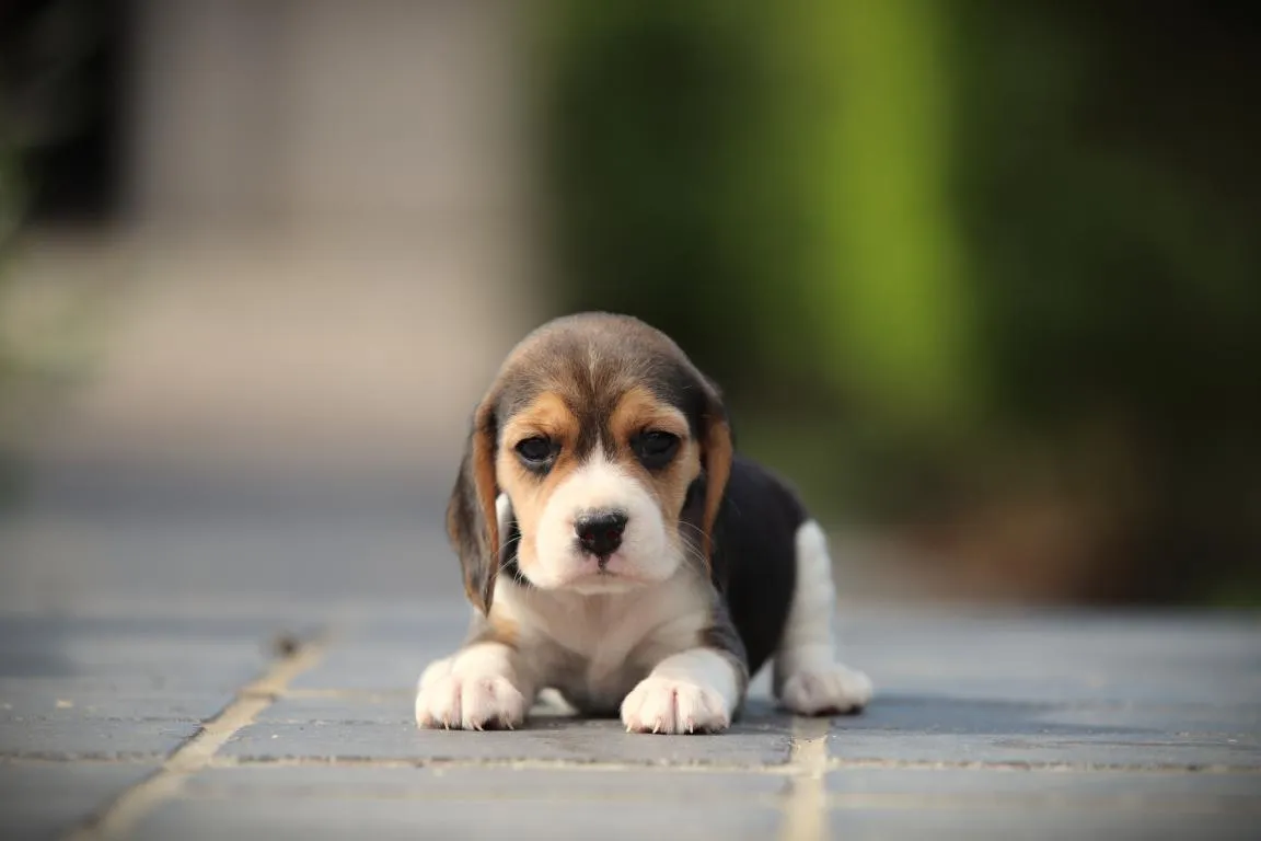 Bestandsnaam=beagle-teef-4533-2. Jpgbestandsgrootte=44kibafmetingen = 1152x768datum toegevoegd = 28 aug 2026 Beagle-teef-4533-2. Jpg