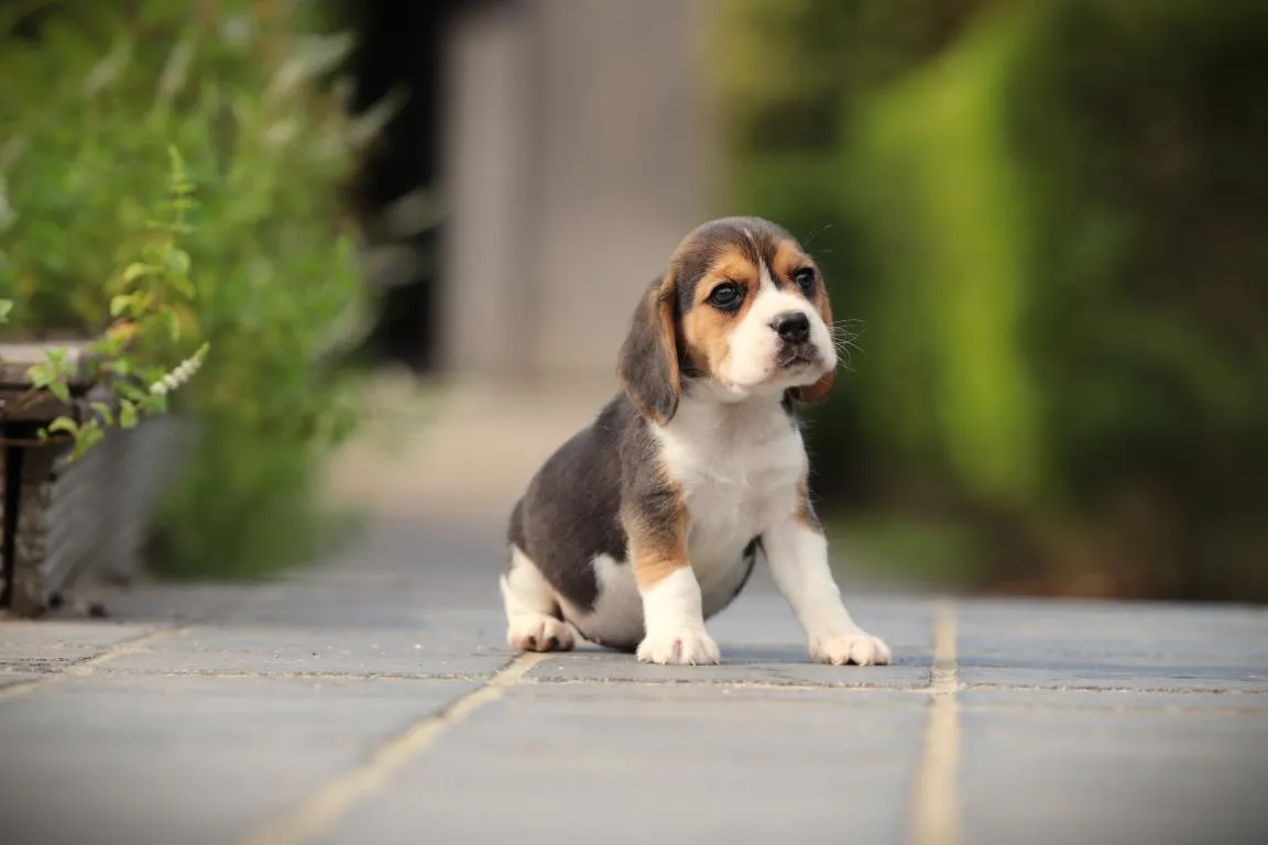 Bestandsnaam=beagle-teef-4541-2. Jpgbestandsgrootte=54kibafmetingen = 1152x768datum toegevoegd = 28 aug 2026 Beagle-teef-4541-2. Jpg