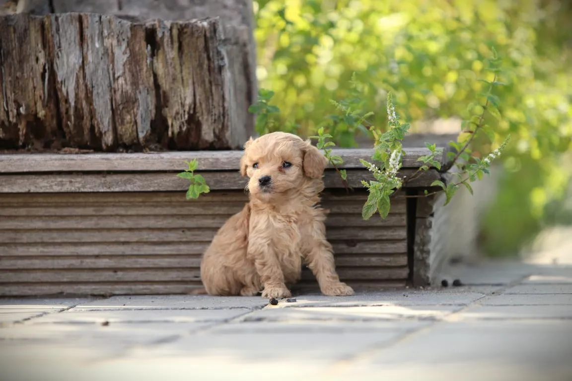 Chiots maltipoo disponible à vendre 7 Pomsky pup te koop