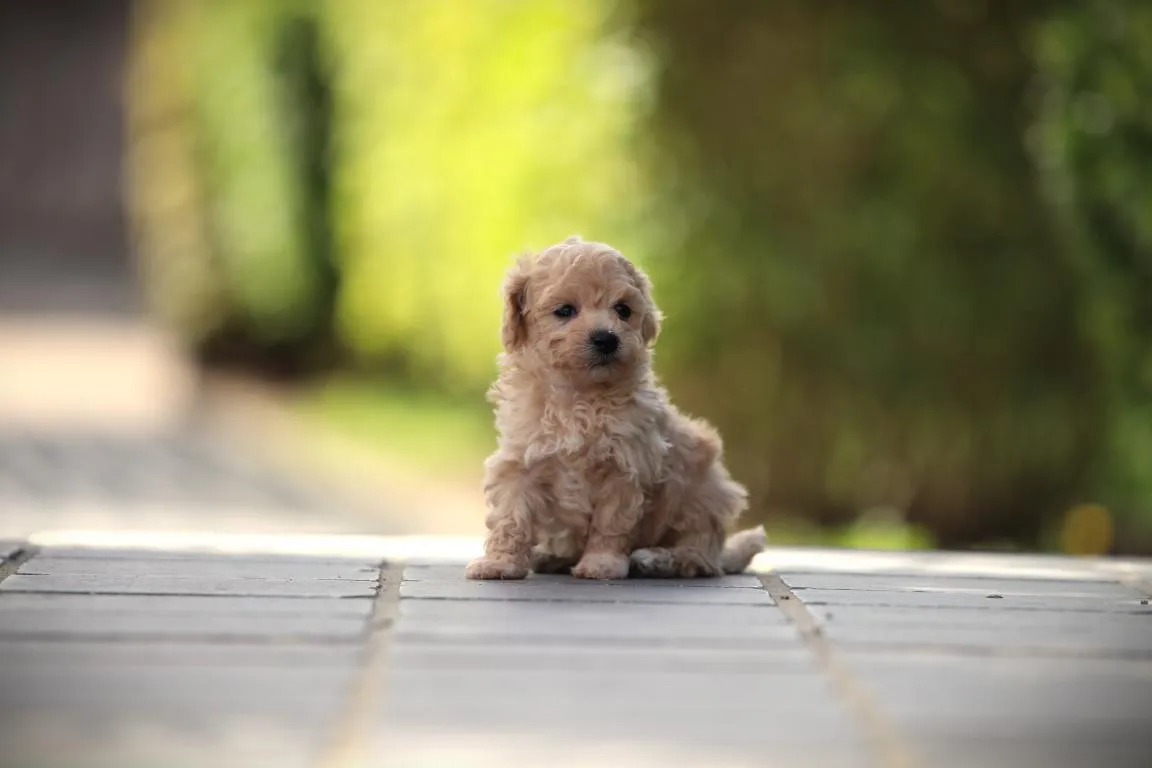 Chiots maltipoo disponible à vendre 10 Pomsky pup te koop