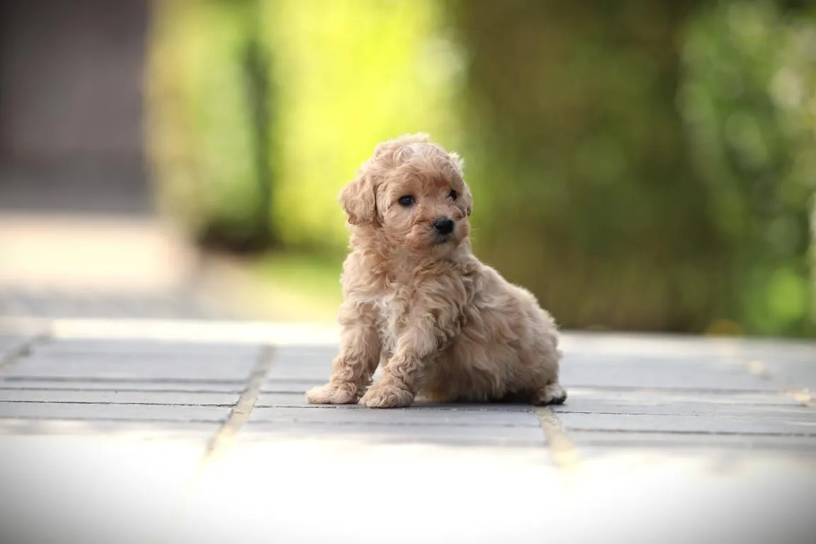 Chiots maltipoo disponible à vendre 13 Pomsky pup te koop
