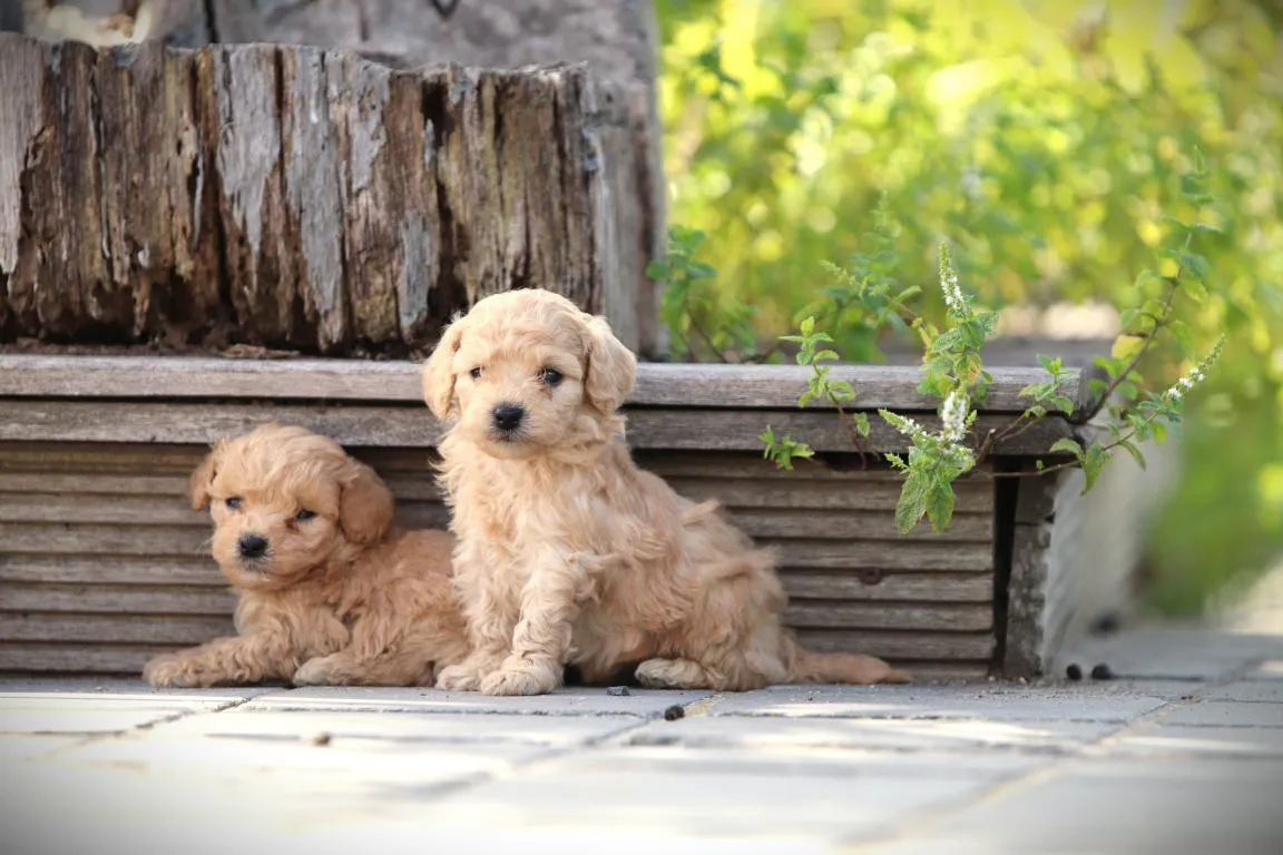 Chiots maltipoo disponible à vendre 16 Pomsky pup te koop