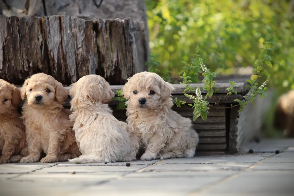 Chiots maltipoo disponible à vendre 19 Pomsky pup te koop