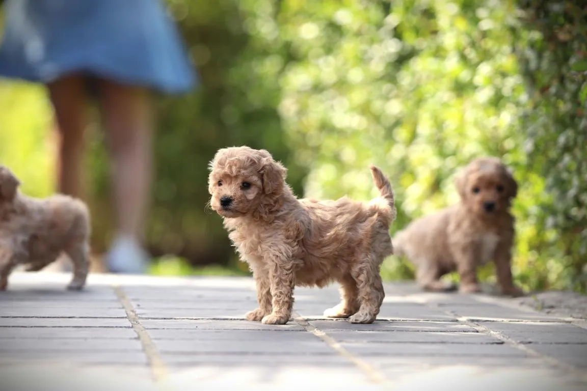 Chiots maltipoo disponible à vendre 22 Pomsky pup te koop